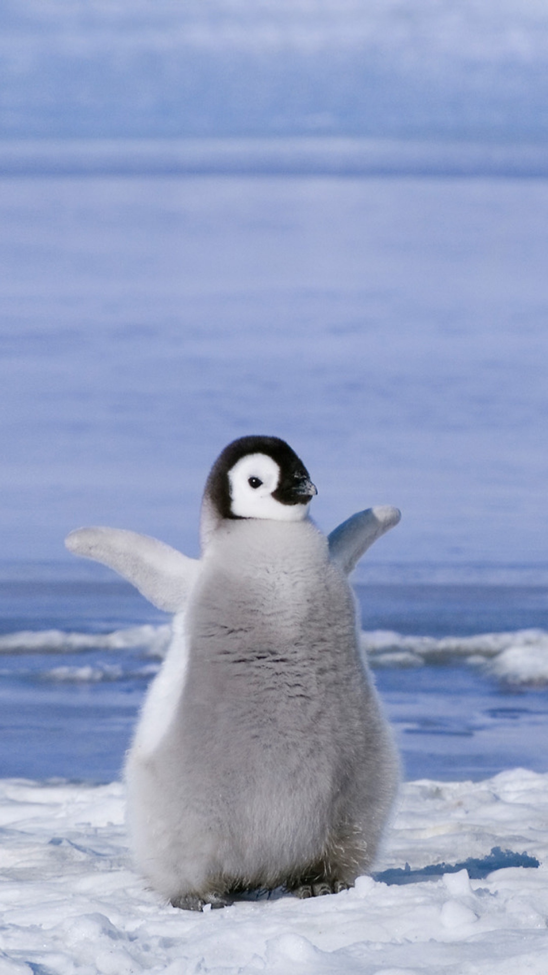 75 ペンギン 壁紙 Iphone 美しい花の画像