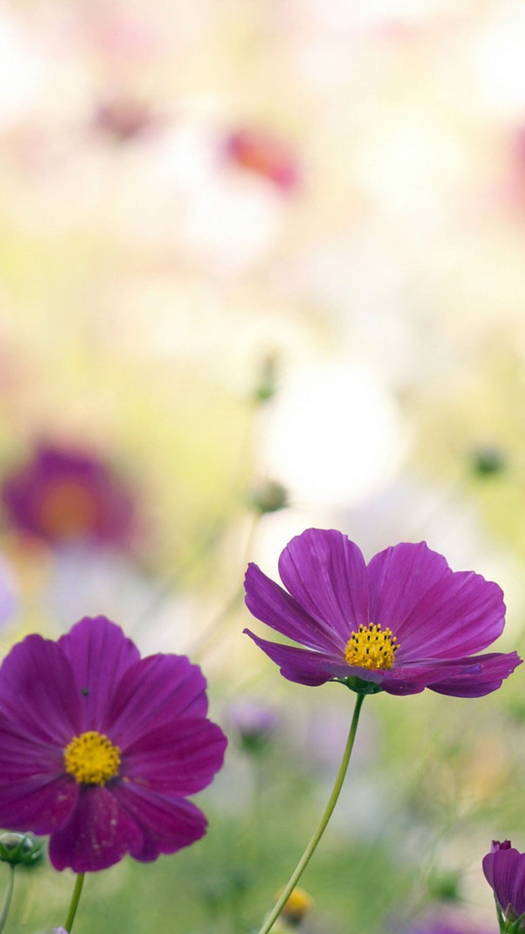 すべての美しい花の画像 ベスト50 Iphone 壁紙 紫 かわいい