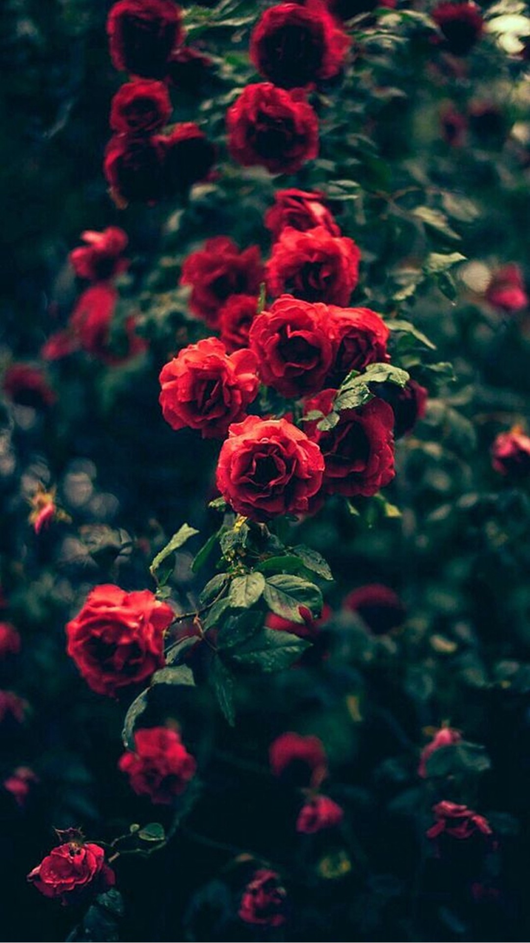ラブリーiphone 薔薇 壁紙 おしゃれ すべての美しい花の画像