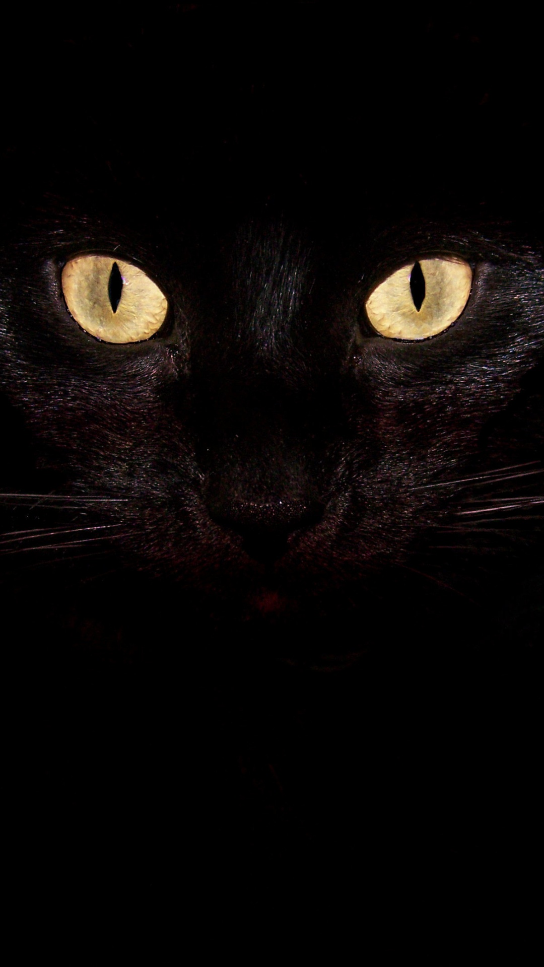 闇に光るネコの目 Iphone11 スマホ壁紙 待受画像ギャラリー