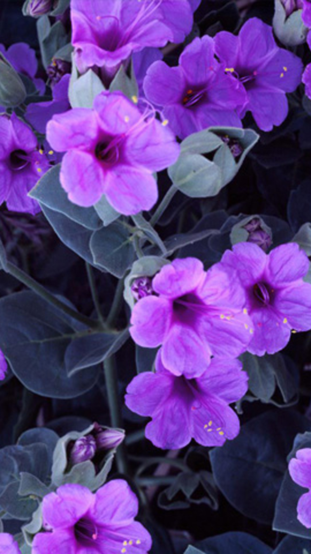 紫色の花 Iphone11 スマホ壁紙 待受画像ギャラリー