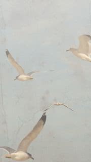 鳥のiPhone壁紙