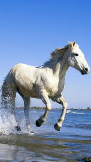 浜辺を駆ける白い馬