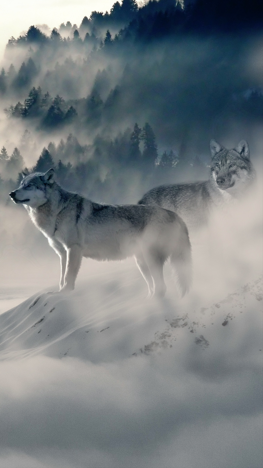心に強く訴える狼 かっこいい 壁紙 動物画像無料