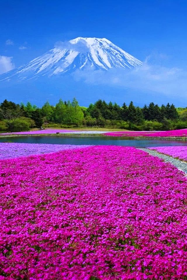 人気231位 富士山の裾野の花畑 Iphone壁紙ギャラリー