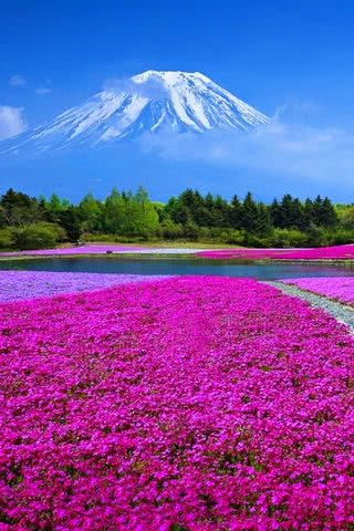 【91位】富士山の裾野の花畑