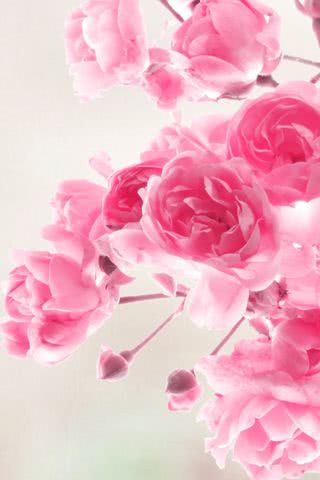 ピンク色の桜 Iphone壁紙ギャラリー