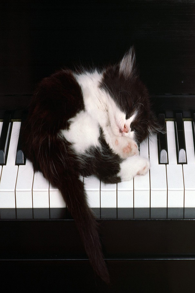 猫とピアノ Iphone壁紙ギャラリー