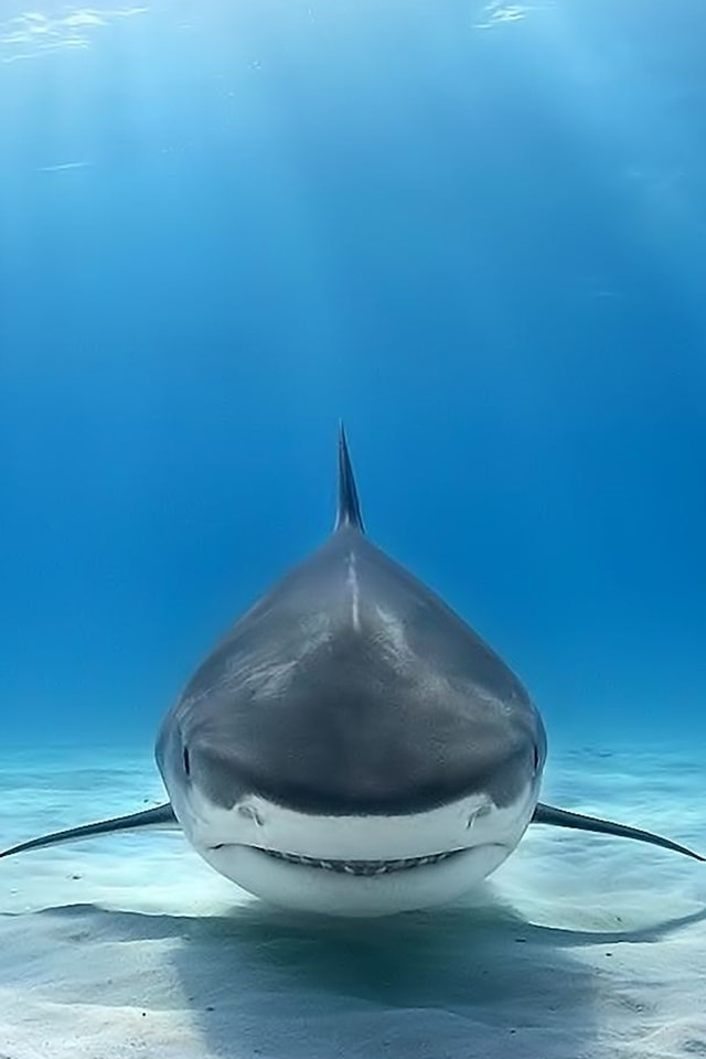 サメ Iphone壁紙ギャラリー