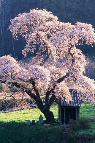 桜の木