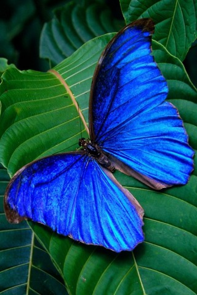Blue Butterfly On Leaf Free Iphone Wallpaper Hd Iphone壁紙ギャラリー