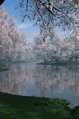 水辺の桜