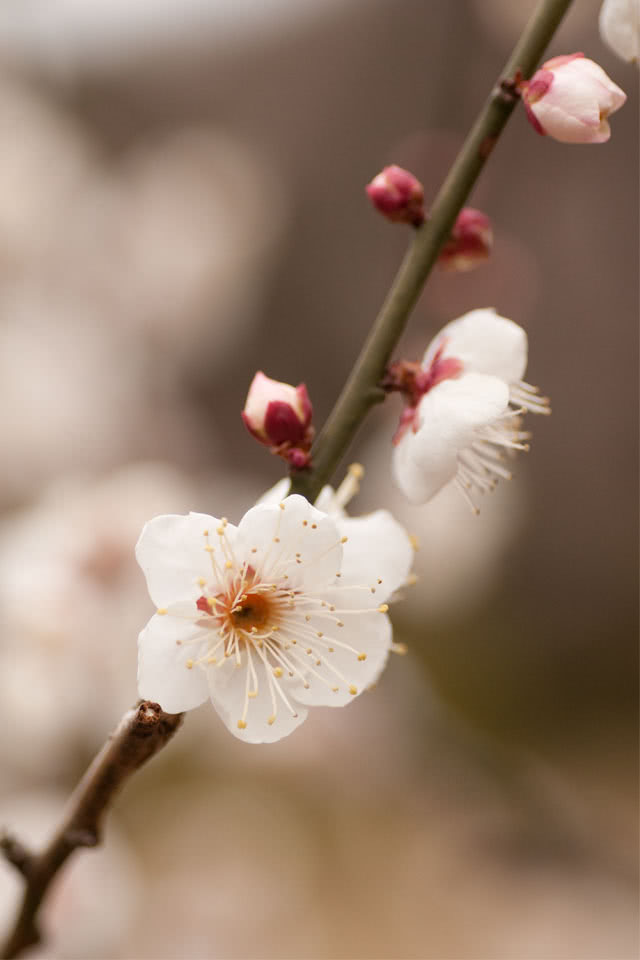 梅の花 Iphone壁紙ギャラリー