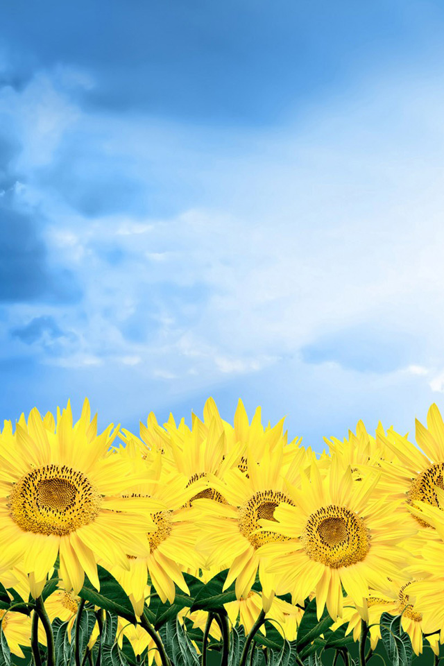 Sunflower Hd Iphone Wallpaper Theme And Iphone壁紙 ひまわり祭り 640x960px Iphone壁紙ギャラリー