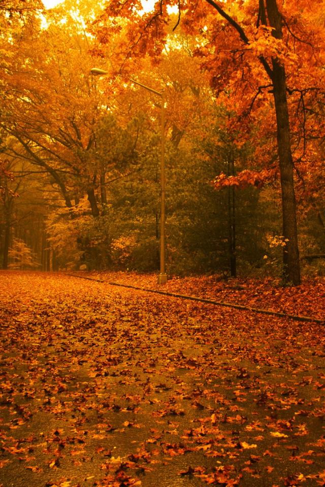 Late Autumn Landscape Hd Iphone Wallpape Iphone壁紙 秋を