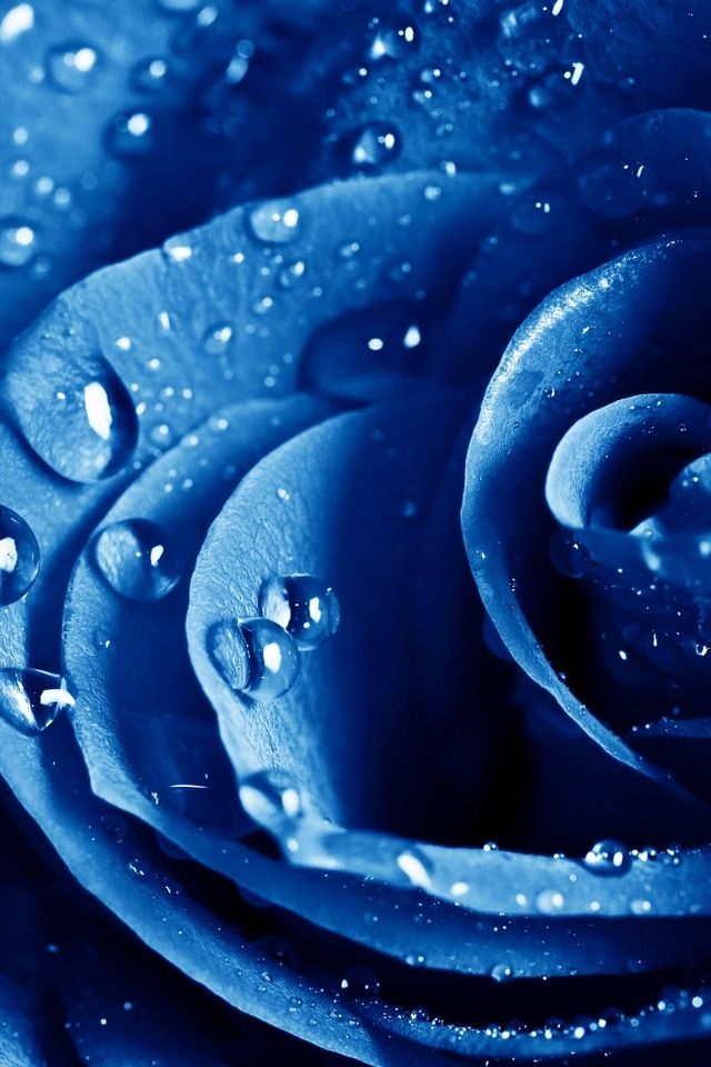 すべての美しい花の画像 最高かつ最も包括的な青い 薔薇 壁紙 Iphone