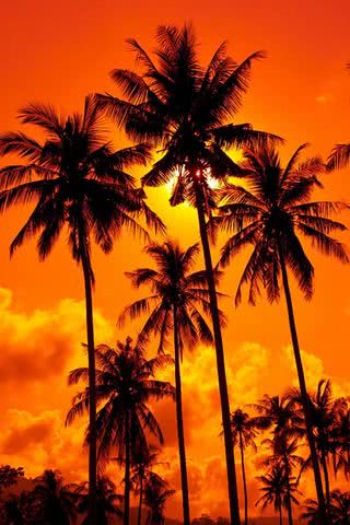 夕焼けとヤシの木🌴