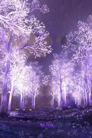 幻想的な冬の夜の森