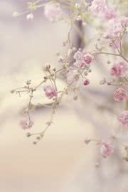 かわいい桃色の花