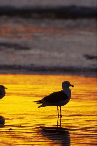 リンゴ型の夕日 Iphone壁紙ギャラリー