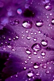 Purple Water Drops