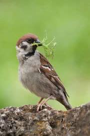 鳥 ペットの壁紙