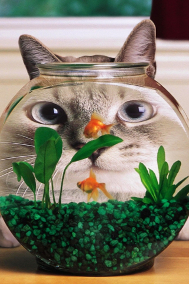 猫と金魚鉢 Iphone壁紙ギャラリー