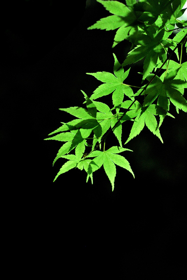 Iphone4 Wallpaper サイズ 640px 960px 癒される グリーン Green のiphone4用壁紙画像集 高画質 Iphone壁紙ギャラリー