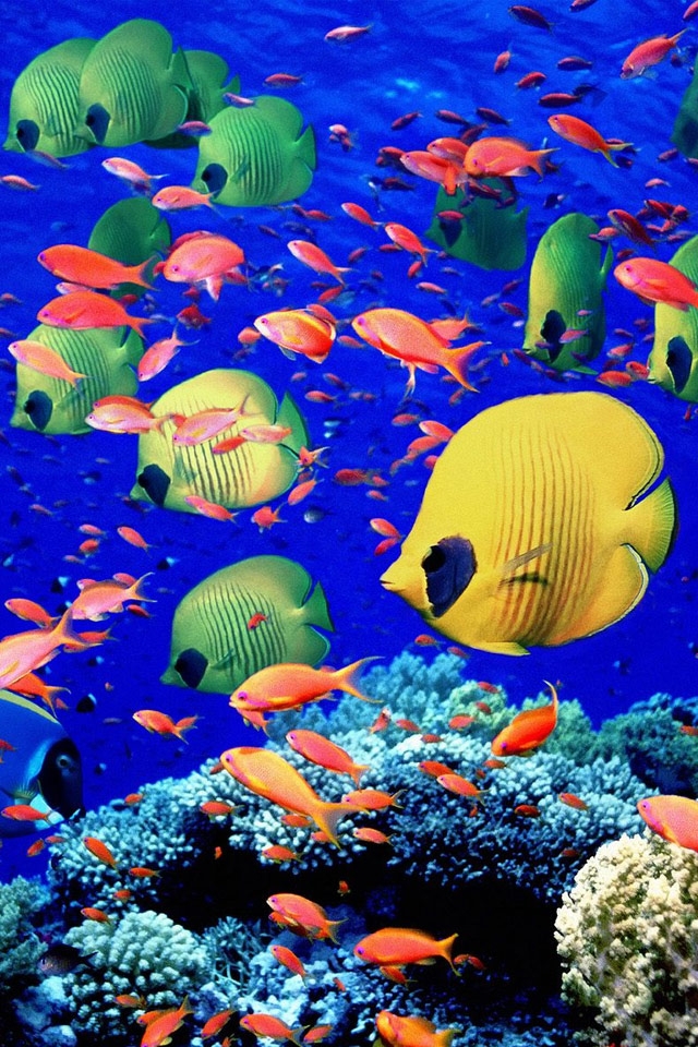 Backgrounds For Apple Iphone Fish Wallpaper Iphone壁紙ギャラリー