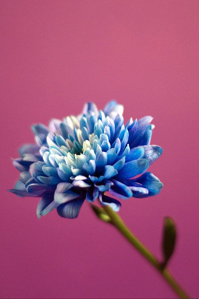 青い花 Iphone壁紙ギャラリー
