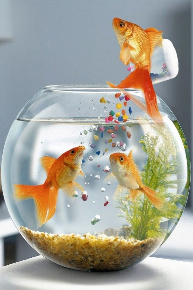 金魚鉢 Iphone壁紙ギャラリー