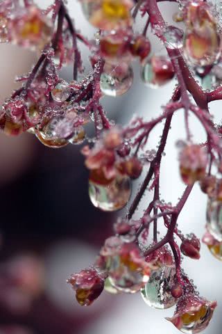 雨のしずく