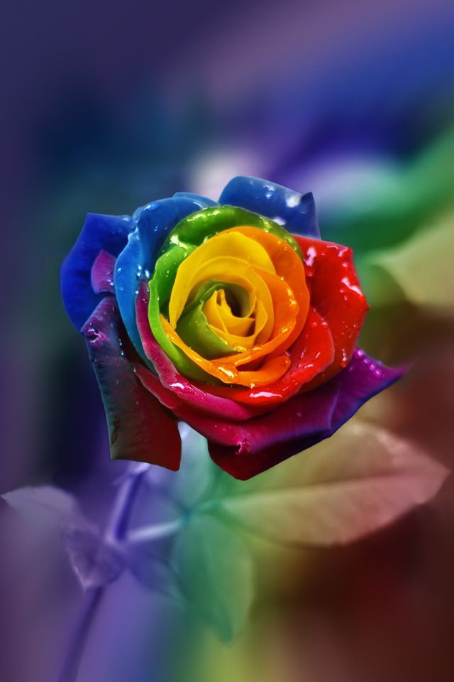 虹色のバラ Iphone壁紙ギャラリー
