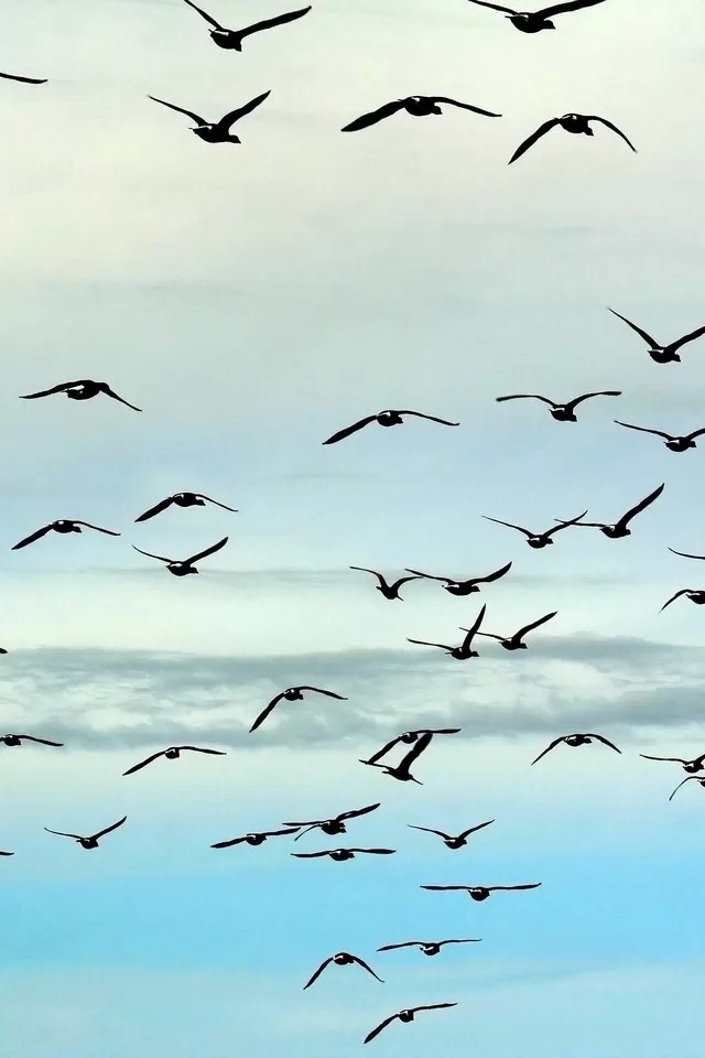 鳥の群れ 動物のスマホ壁紙 Iphone壁紙ギャラリー