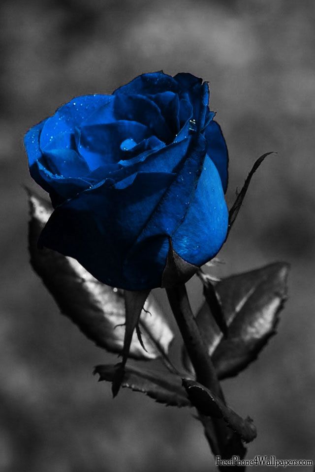 75 青い 薔薇 壁紙 Iphone 最高の花の画像