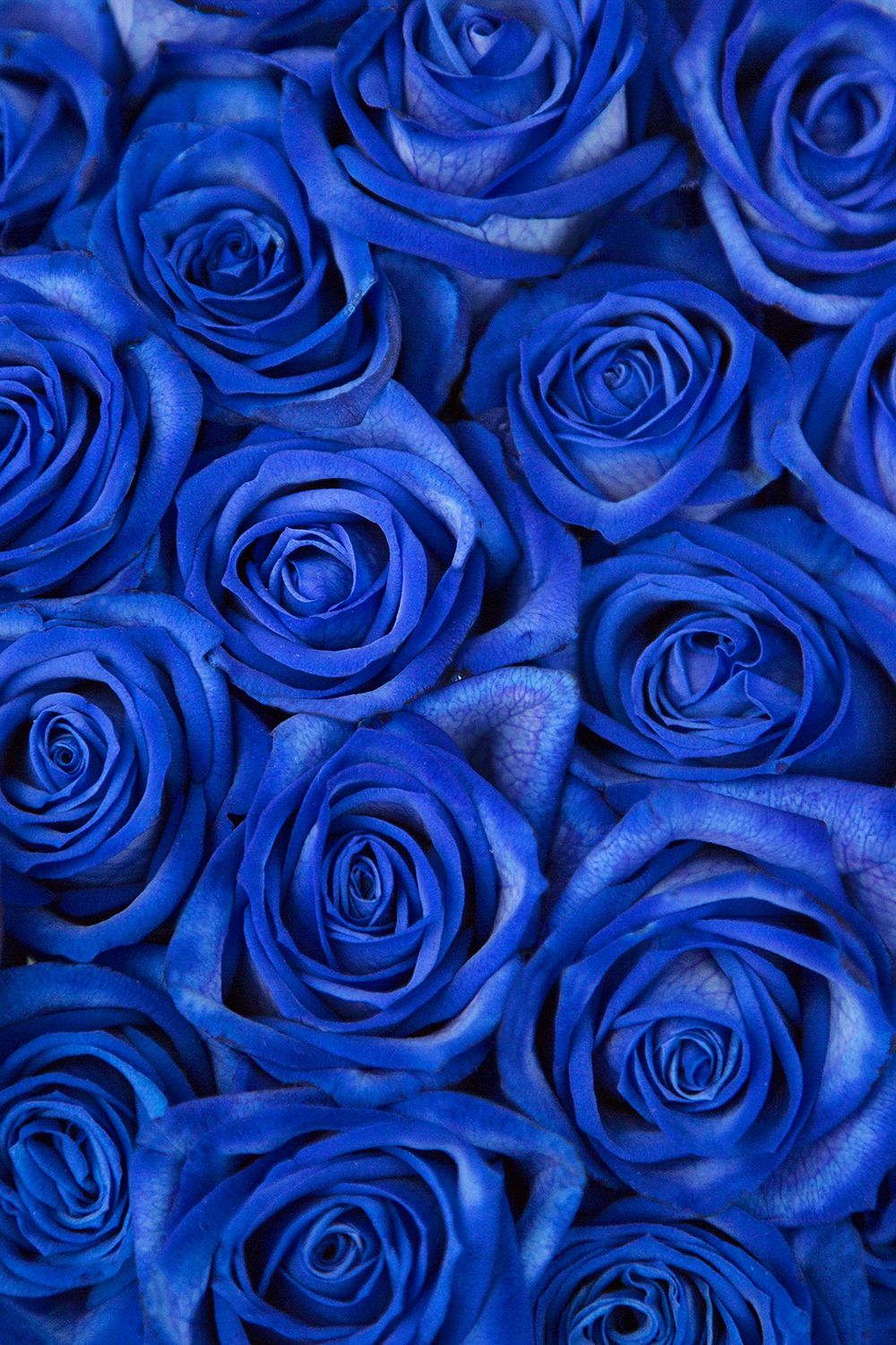 青い薔薇 Iphone壁紙ギャラリー