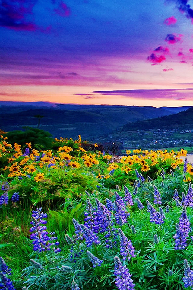 綺麗な花畑 壁紙 最高の花の画像