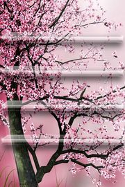 桜のシェルフ