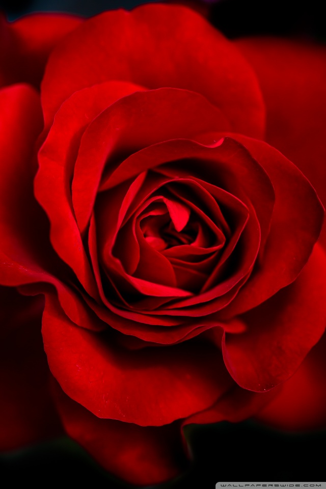 真紅の薔薇 Iphone壁紙ギャラリー