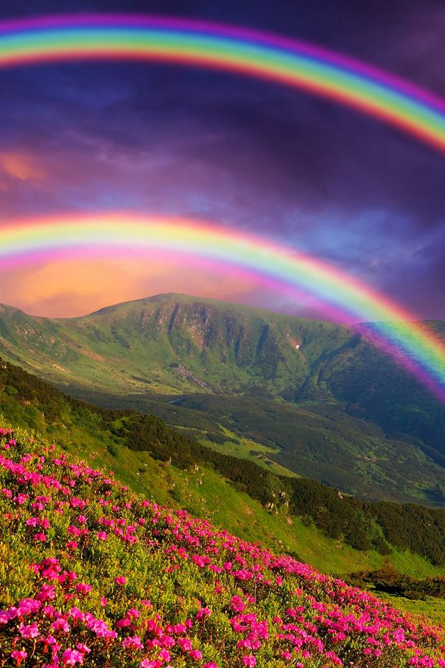 二重の虹と花畑 Iphone壁紙ギャラリー