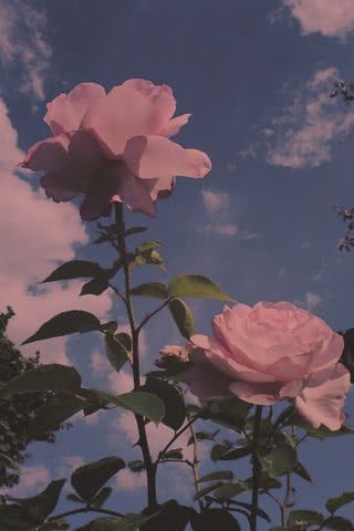 ピンク色の薔薇 Iphone壁紙ギャラリー