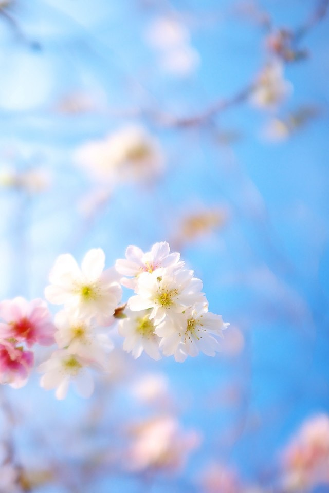 桜 爽やかな春のスマホ壁紙 Iphone壁紙ギャラリー