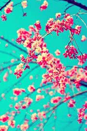 桜の花 - スマホ壁紙