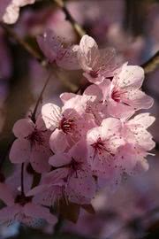 桜の花🌸