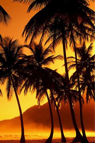 夕焼けに染まるヤシの木のビーチ
