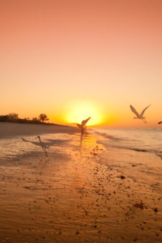 鳥が舞う夕暮れの浜辺