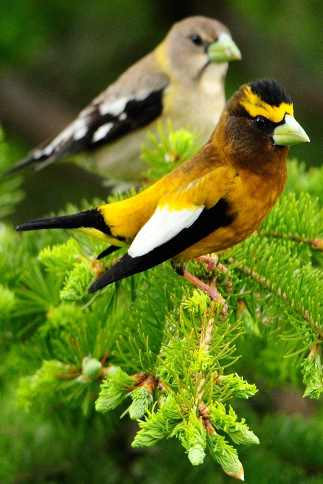 最新鳥 壁紙 Iphone 美しい花の画像