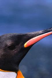 ペンギン ペットの壁紙