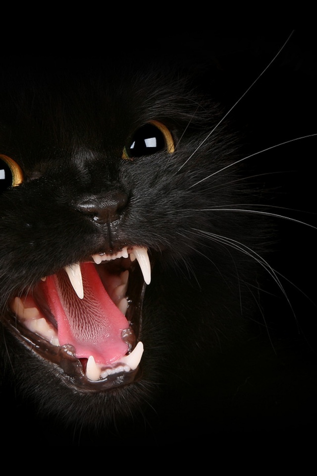 黒猫 怒ってる Iphone壁紙ギャラリー