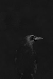 Black Crow | 動物のスマホ壁紙